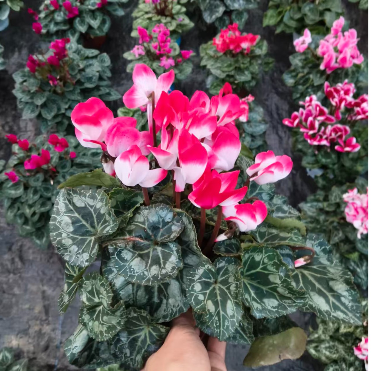 仙客来盆栽带花苞室内花卉四季开花大花重瓣好养观花植物