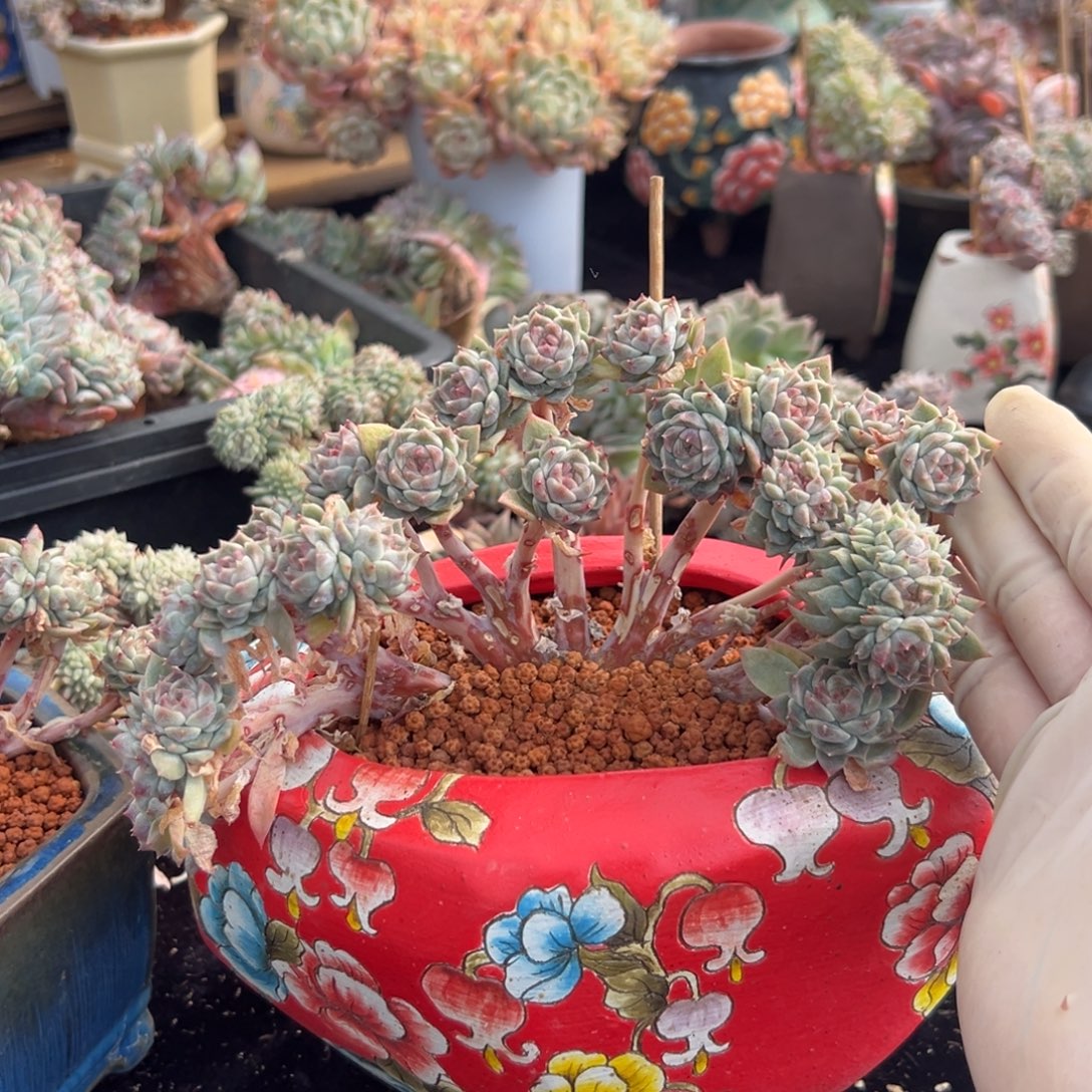 娜***我新年快乐 新年快乐半价 新年快乐