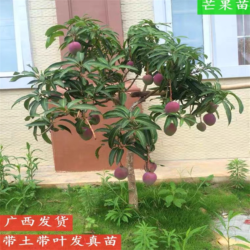 广西改良嫁接芒果树苖金煌芒贵妃芒四季芒金煌芒果苗南北盆栽地栽