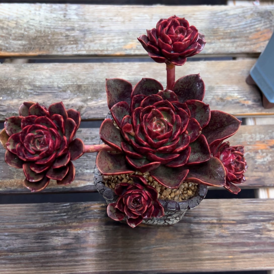 克劳斯58 零零多肉植物