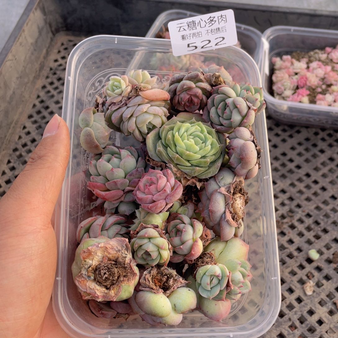 云糖心多肉植物522