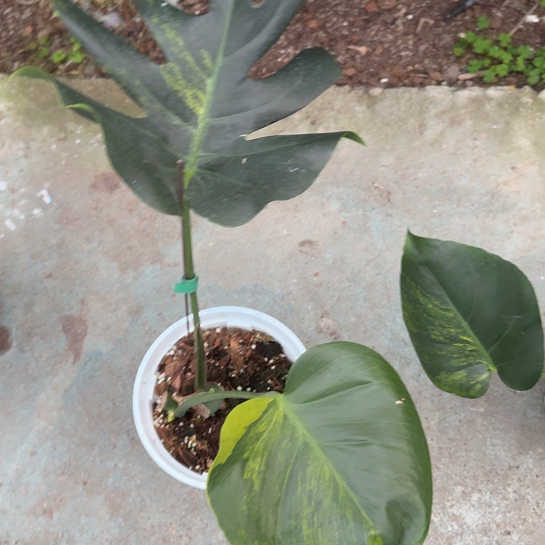 *****无花朵龟背竹一物一拍