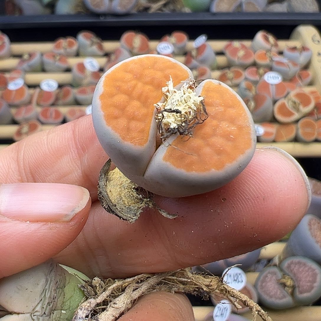 空*1505下播福利炸11111111