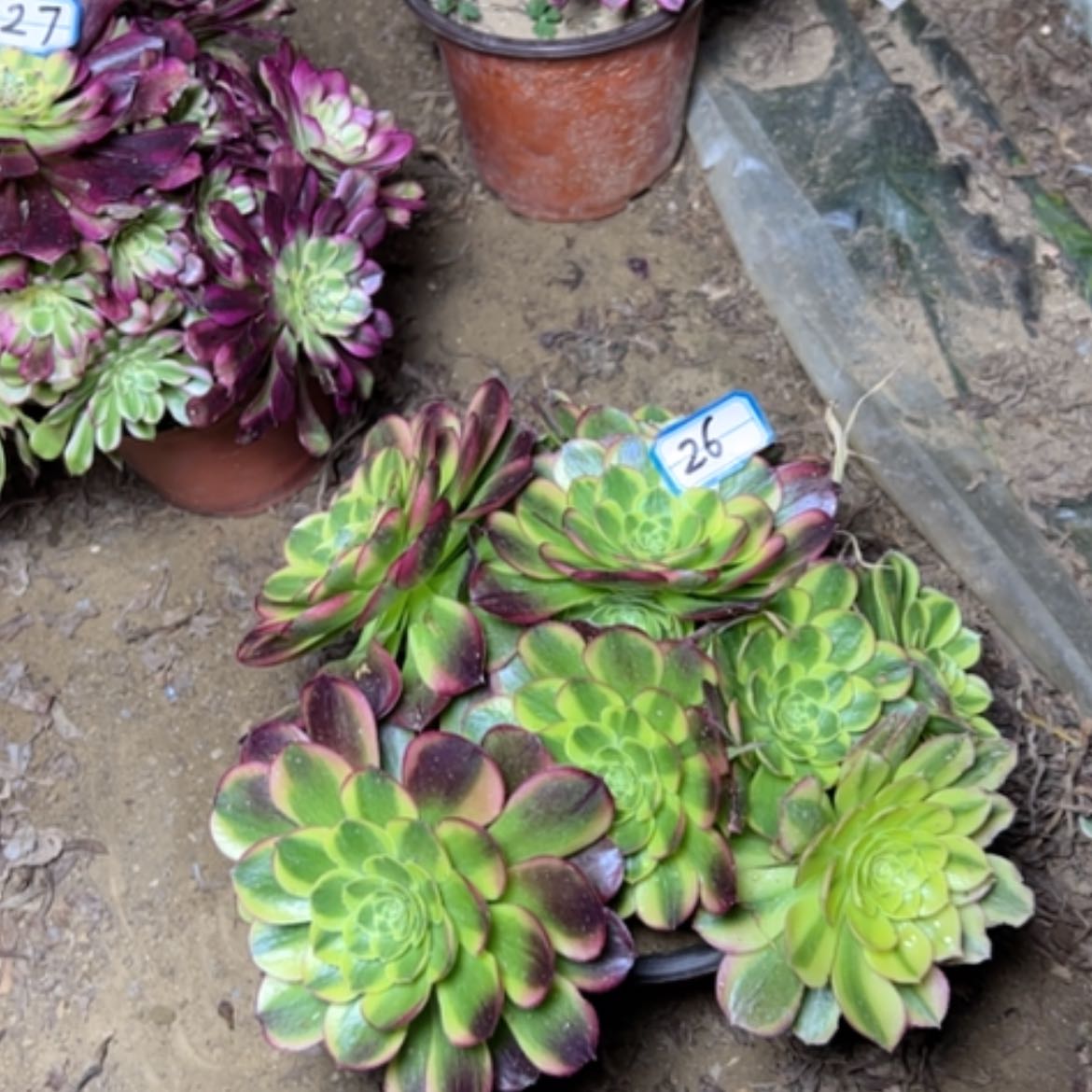 【闪购商品】多肉植物奶白26