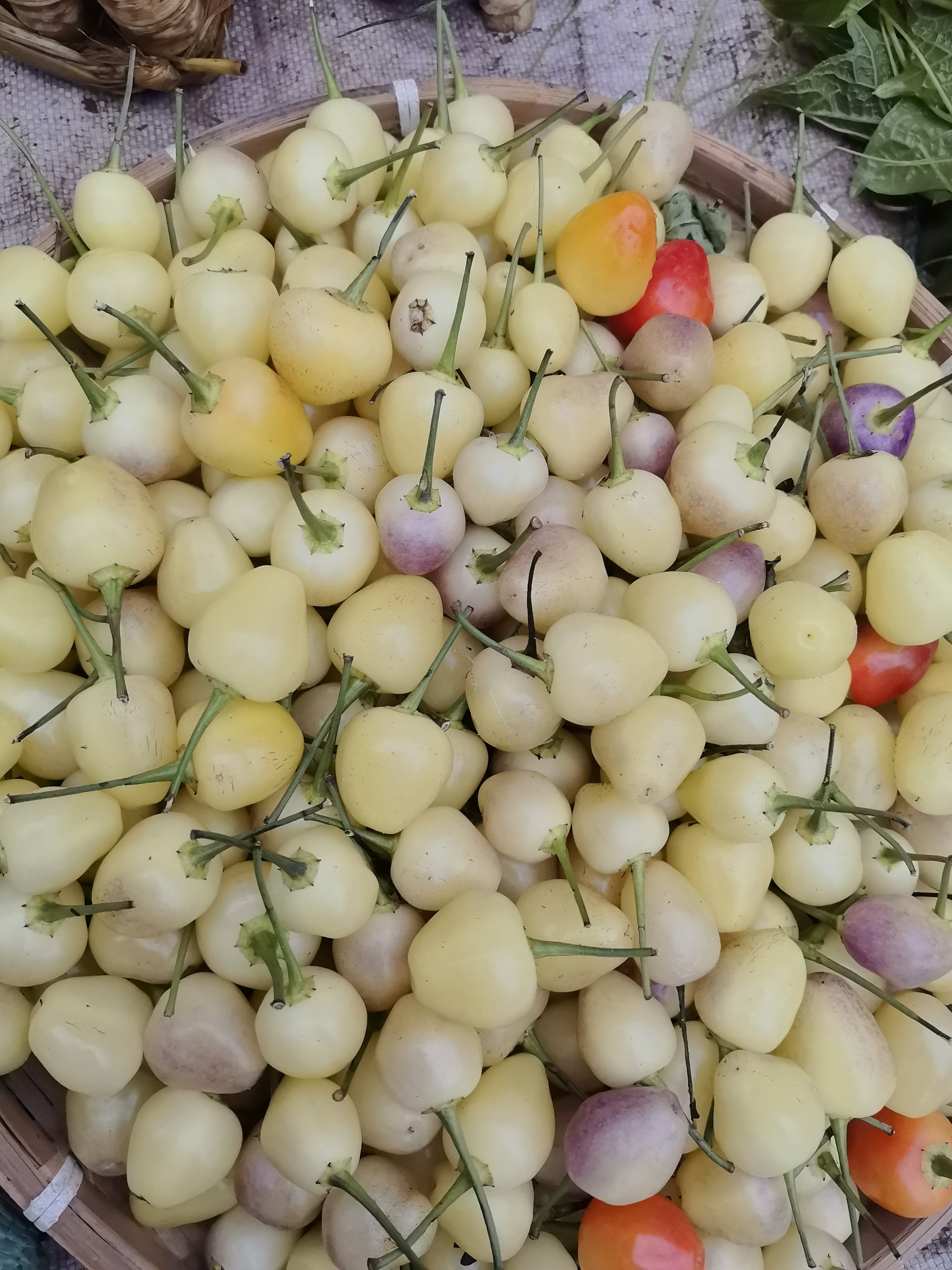 云南高原山货～七彩辣椒