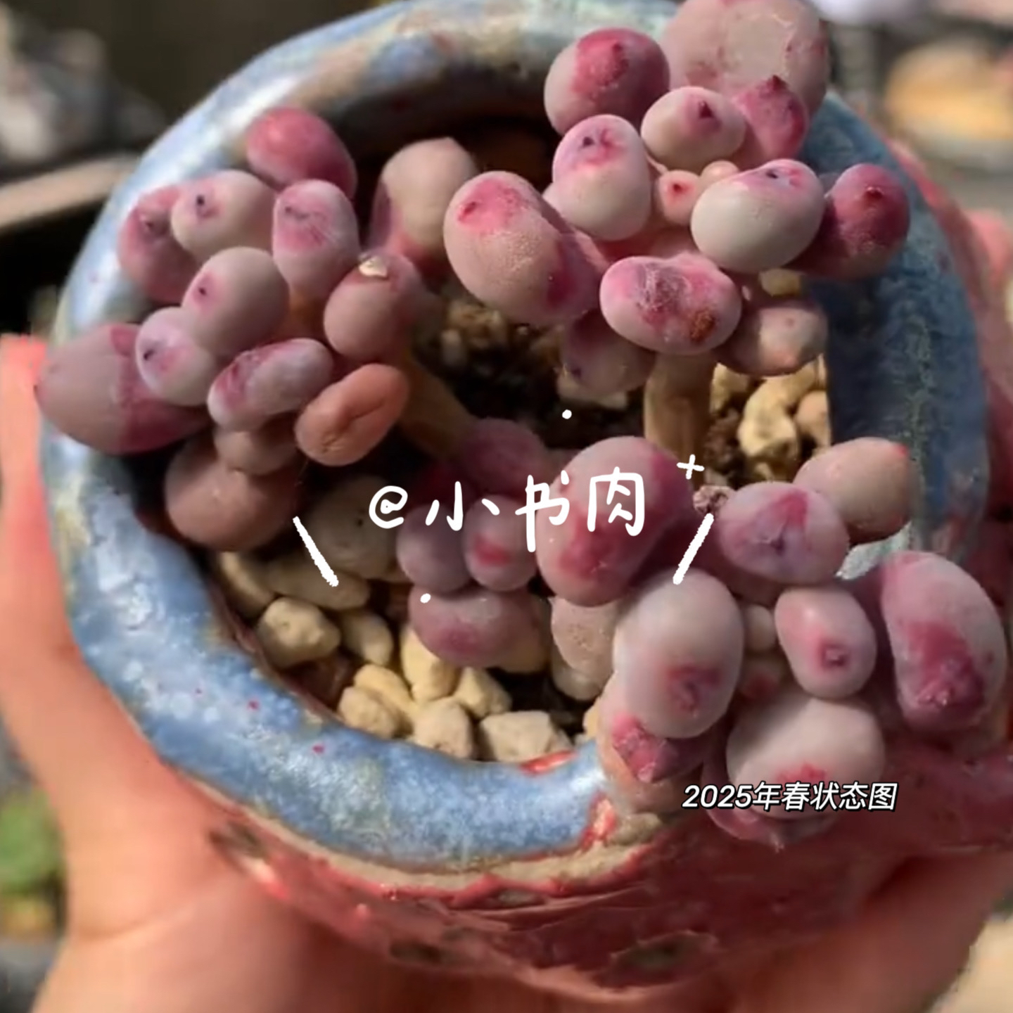 仙子奶 | 桃花奶血斑奶尖迷你多肉植物桃花奶草莓尖尖圆滚滚多肉