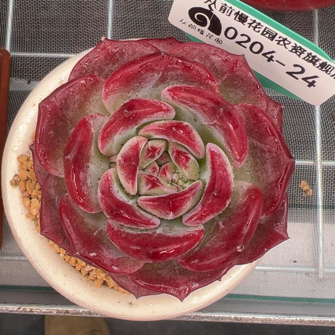 多肉一物一拍0204-24