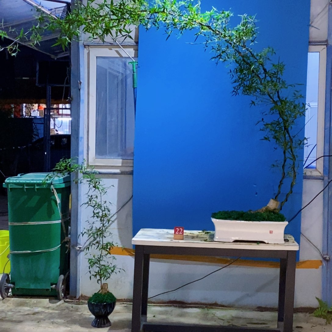 周****无花朵小叶簕竹一物一拍