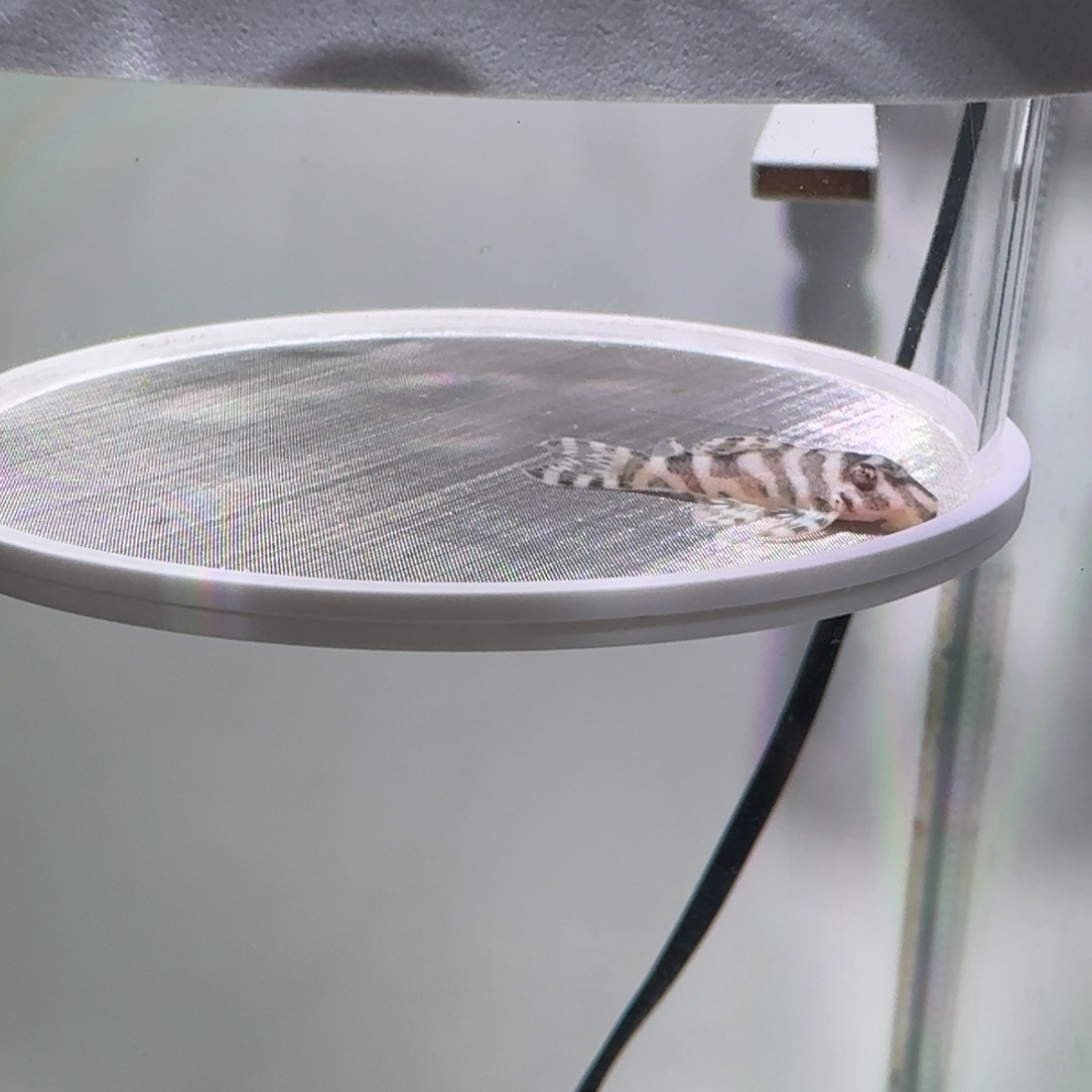 清道夫鱼23号欧系333