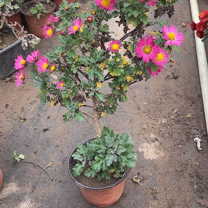 走***丘20菊花菊花菊花菊花