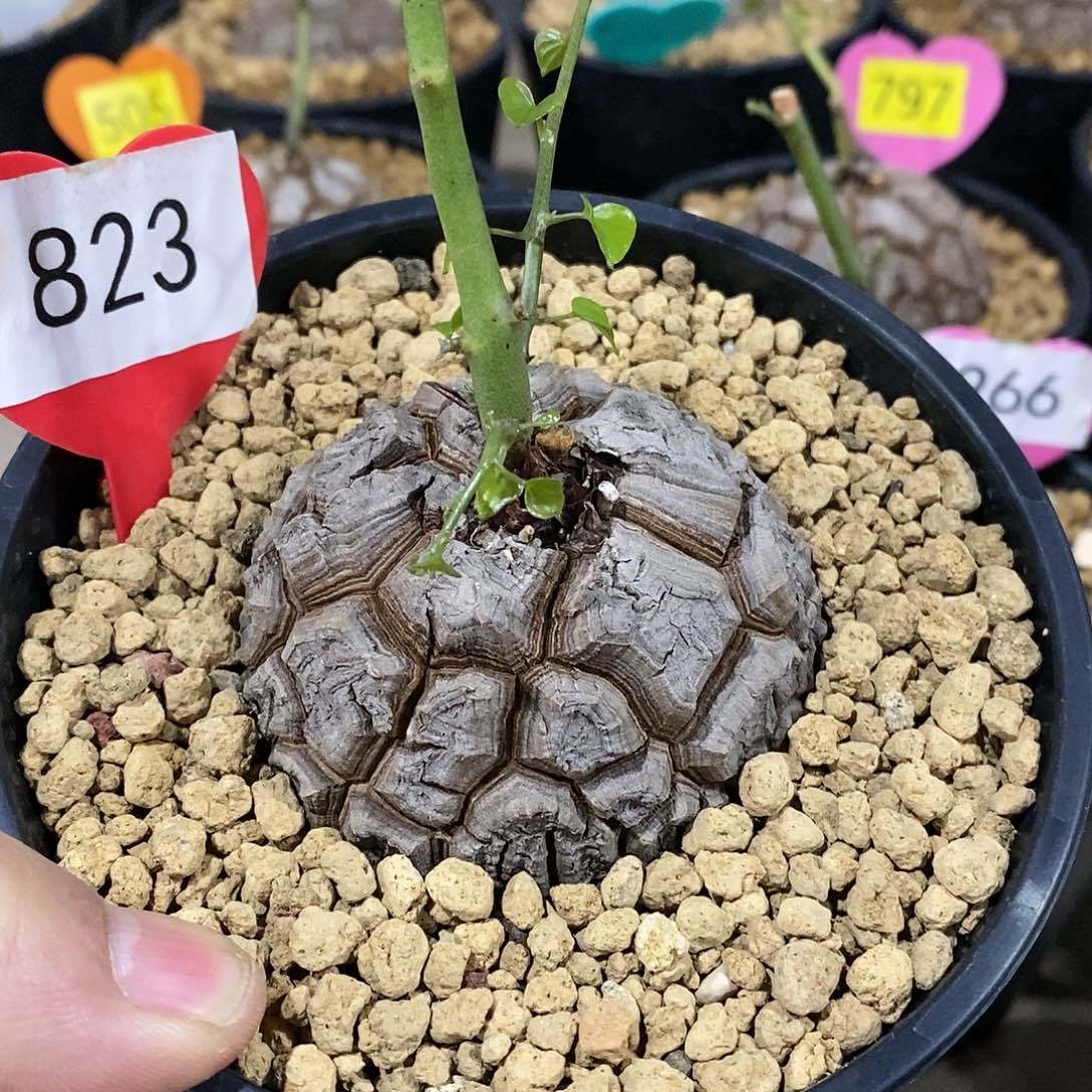 南非龟甲龙龟甲龙