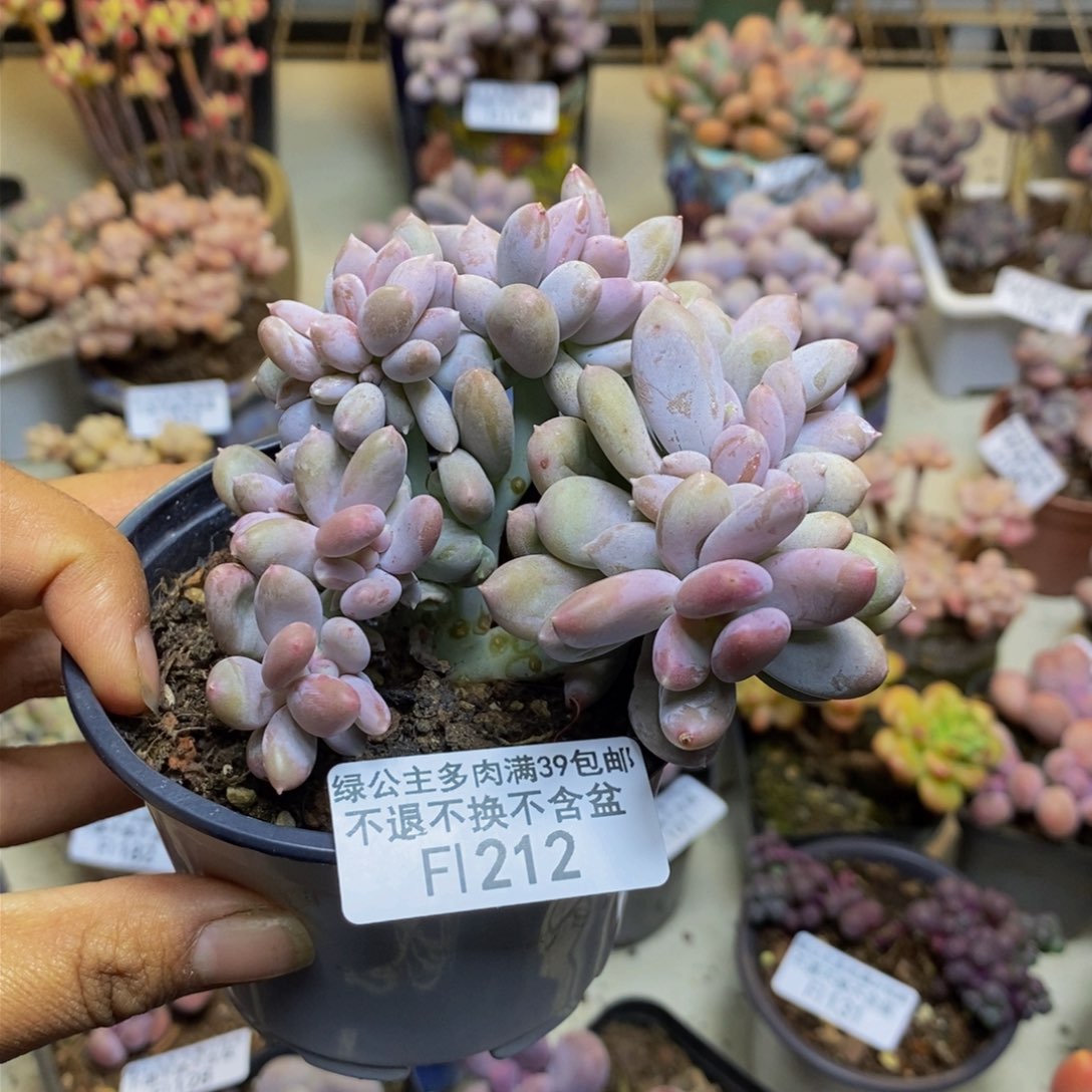 212屁桃奶酪缀多肉7c m