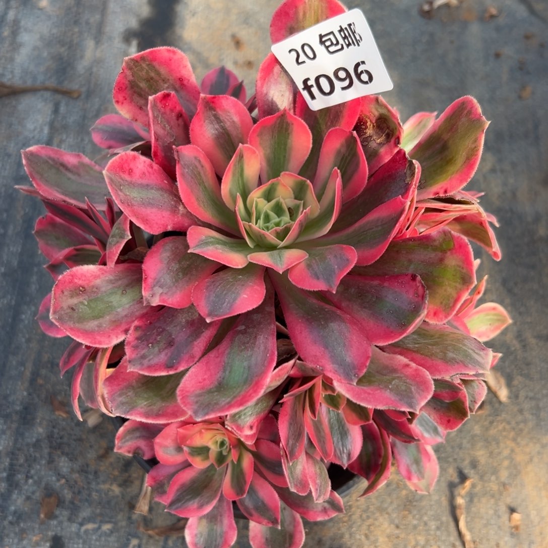 096女妖，满20包邮嘟叮熊