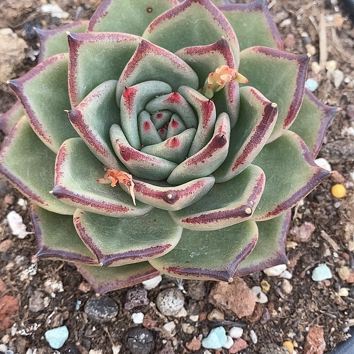 206————直播福利