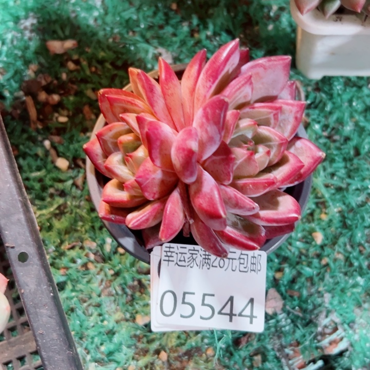 幸运的是我还没遇到你的