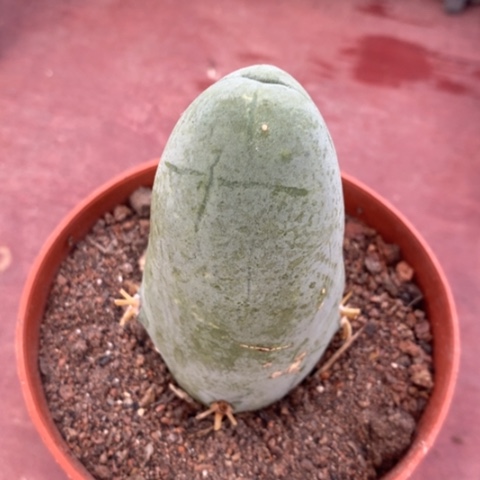 程程柱单4仙人球