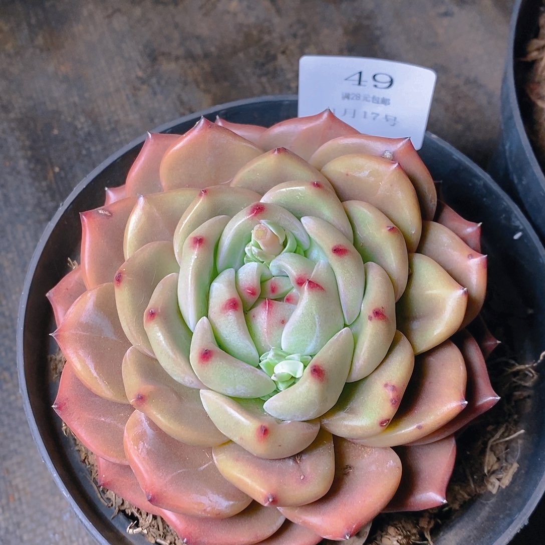 【闪购商品】云49号