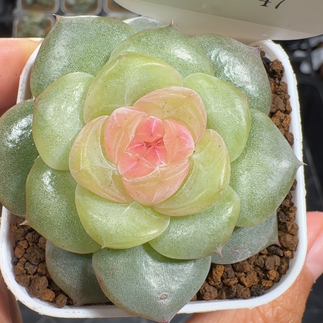 1002-047-白玉珍妮