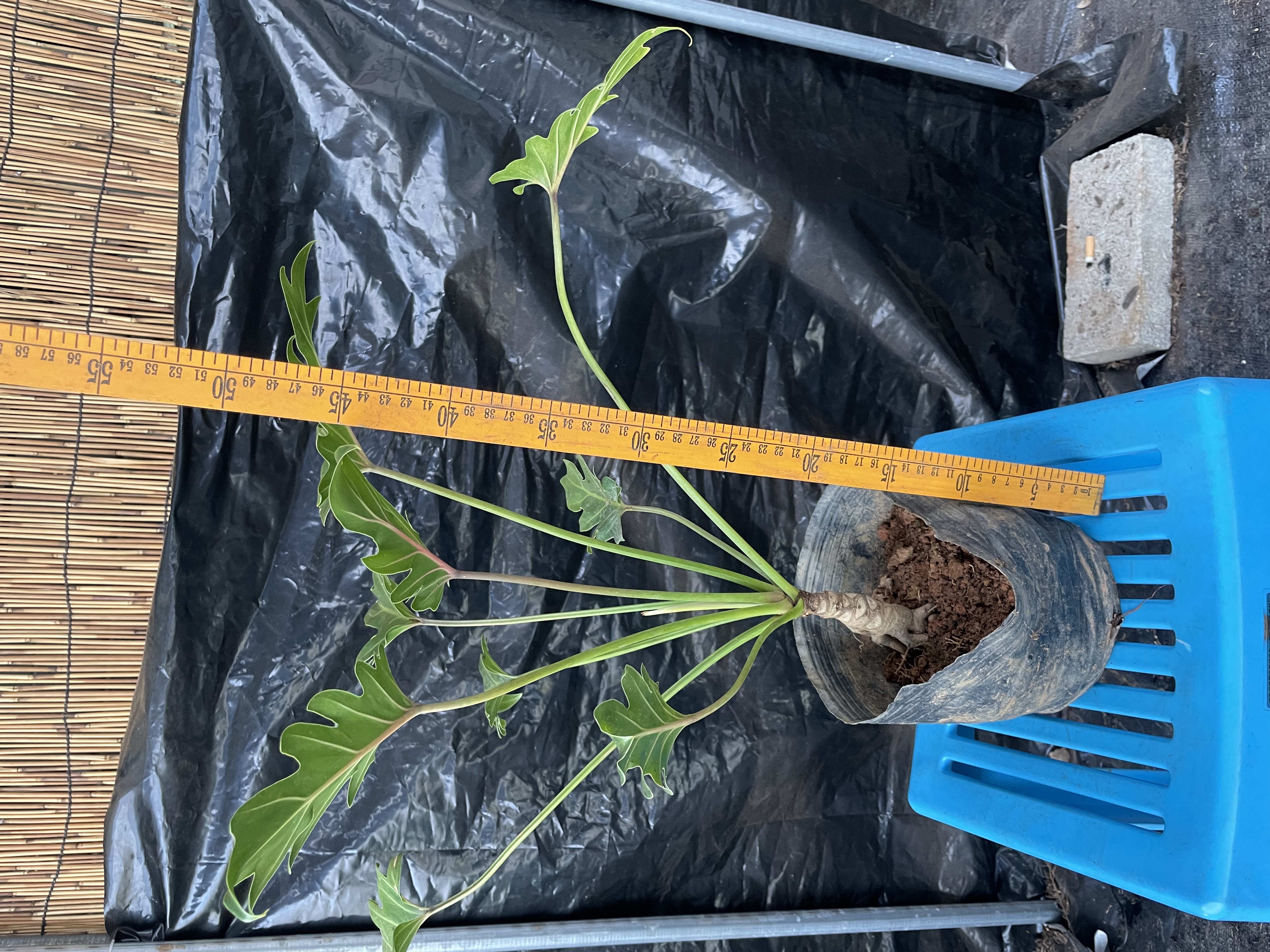 龙鳞小天使老桩绿植可水培土培好养易活盆栽