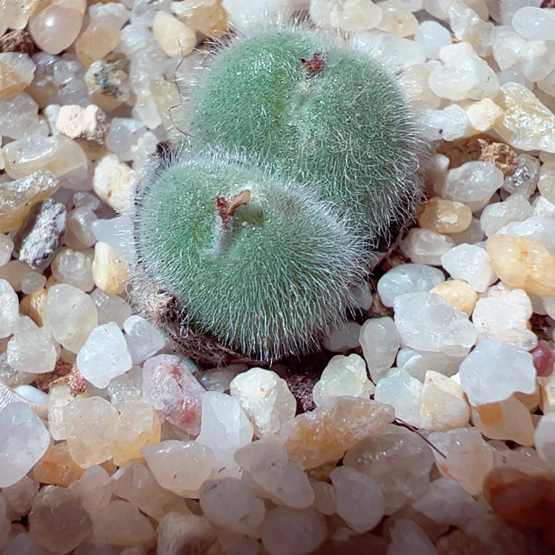 1118-386多多肉小美毛球