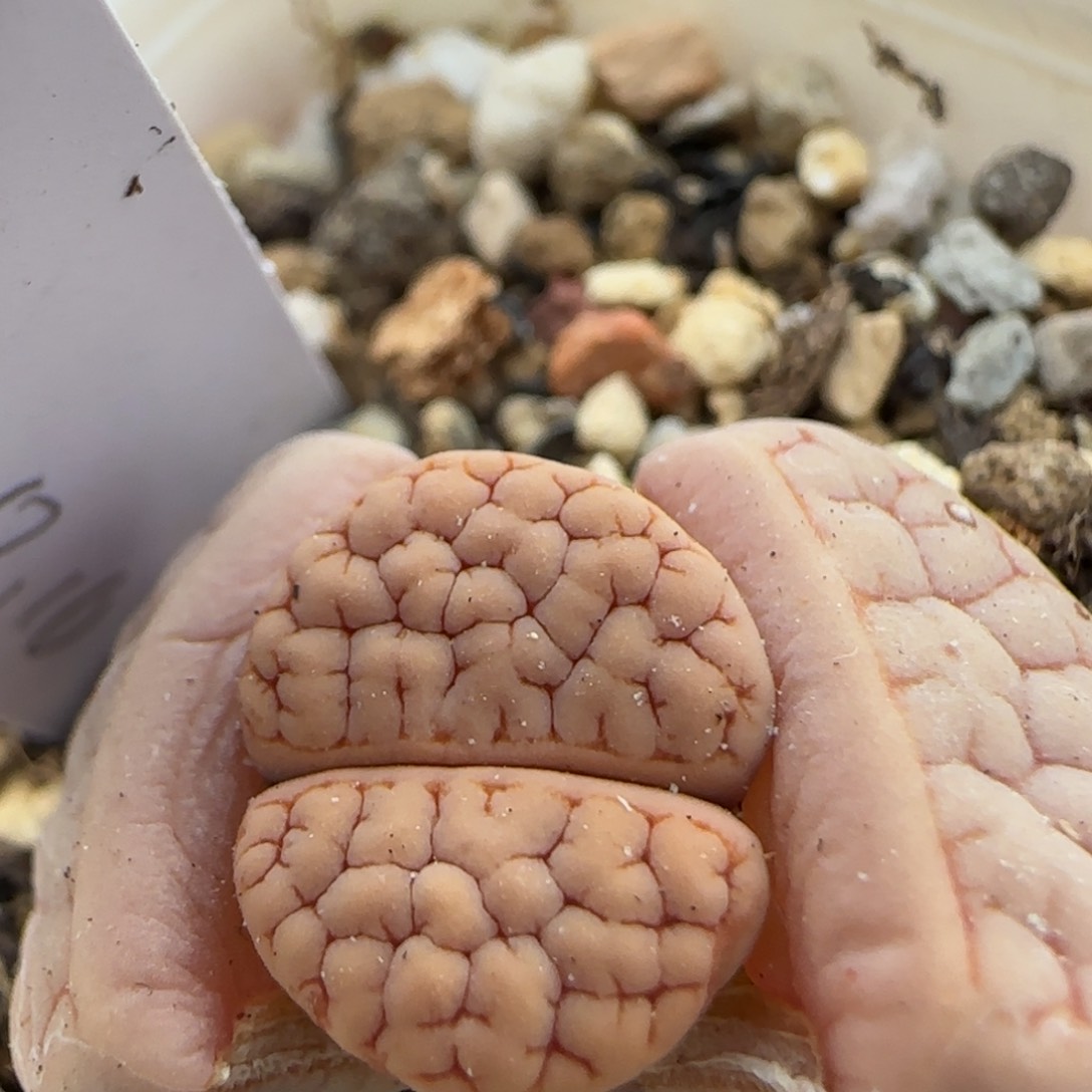 1。16。7017。374荒。 上播福利