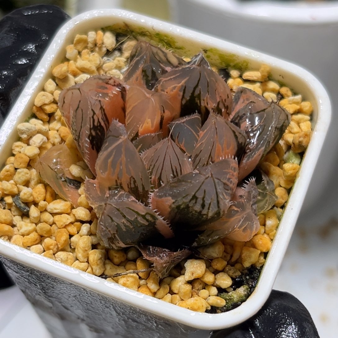 恭喜发财大吉大利5274