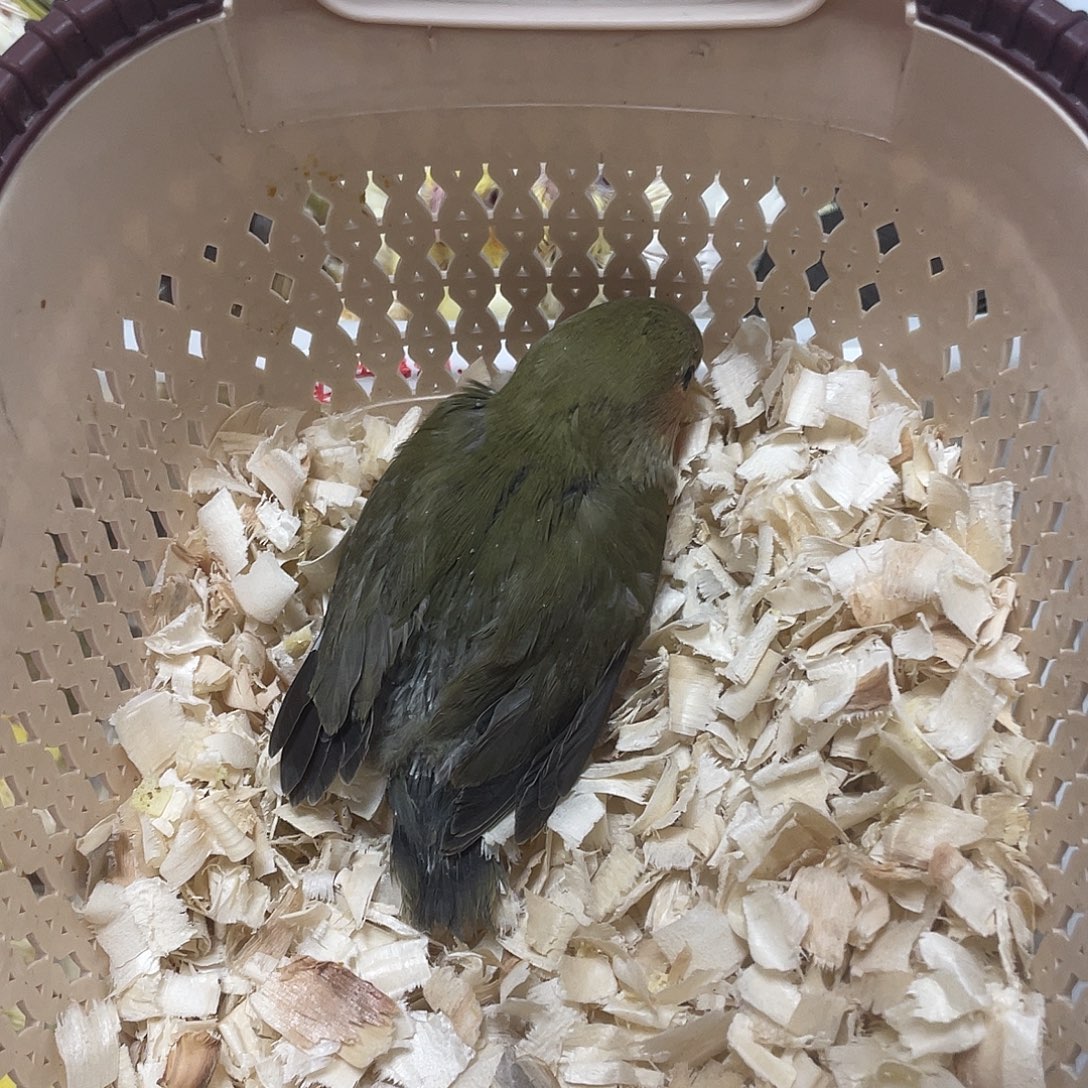 桃脸牡丹鹦鹉绿桃