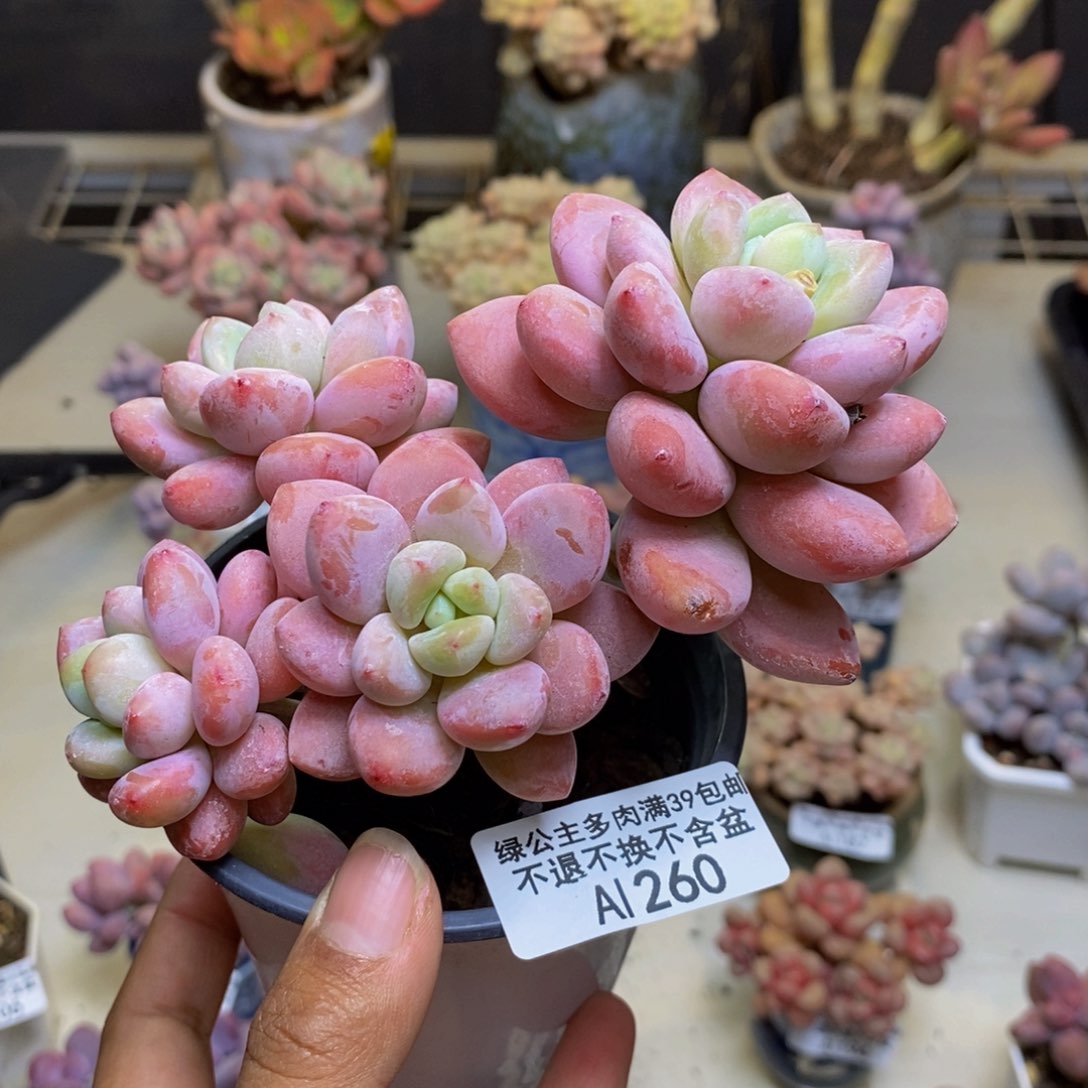 260樱花洛神多肉9cm