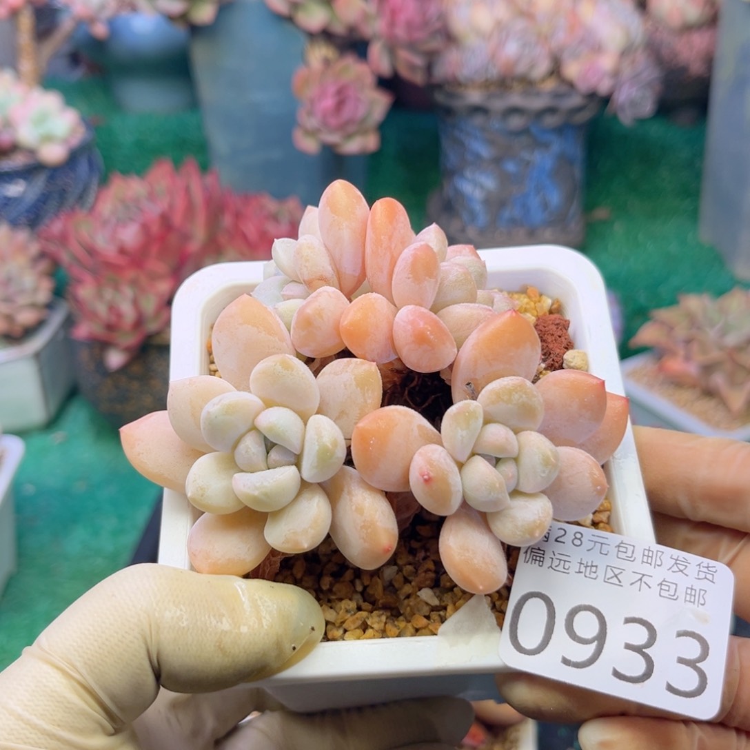 大0933/、x h zv zvv b n n