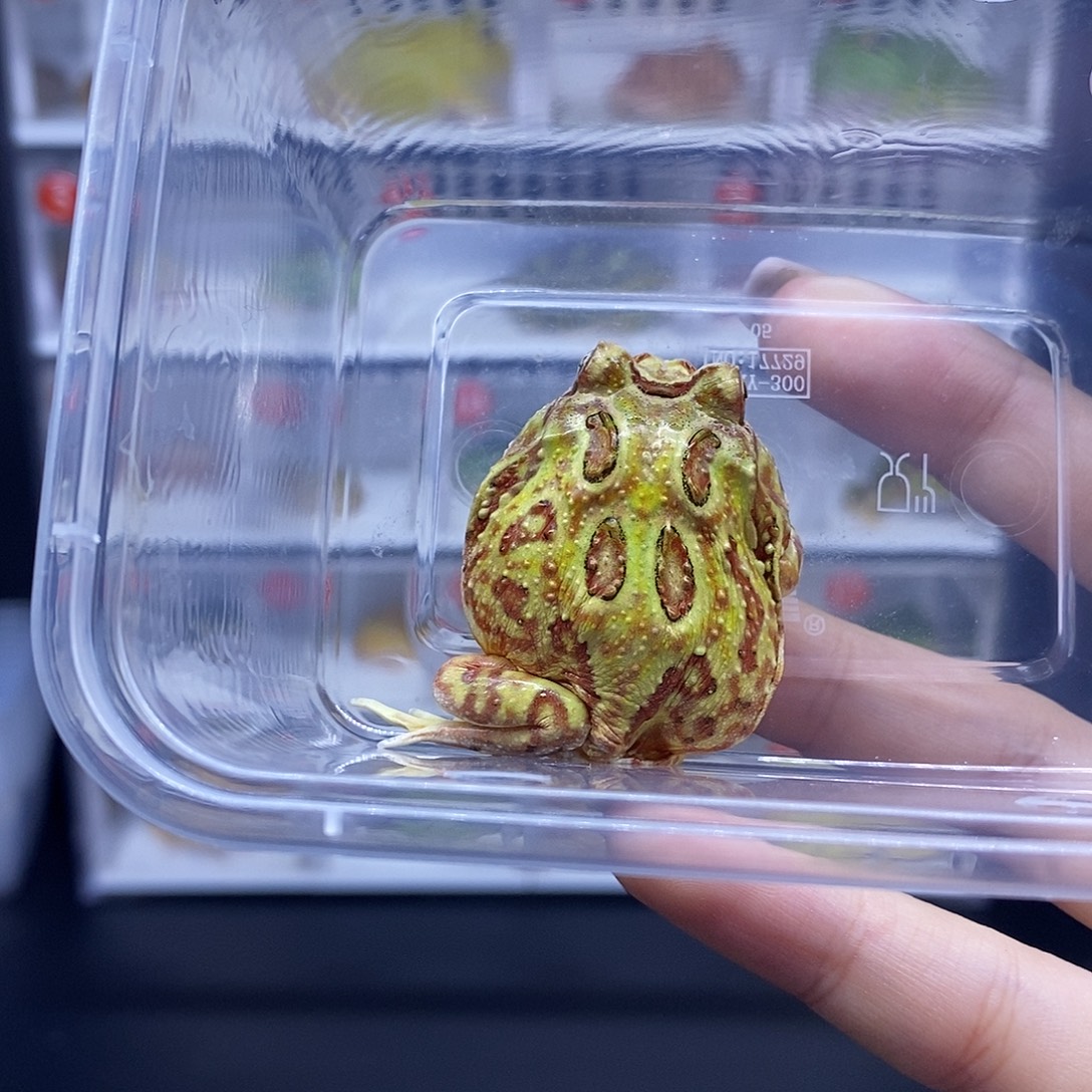 角蛙角蛙角蛙角蛙