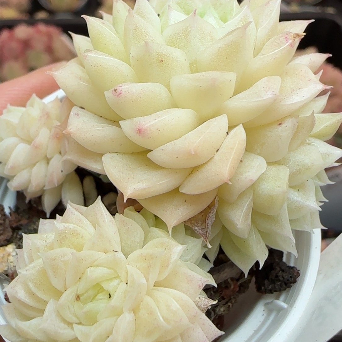 花语逸镜0313-277散