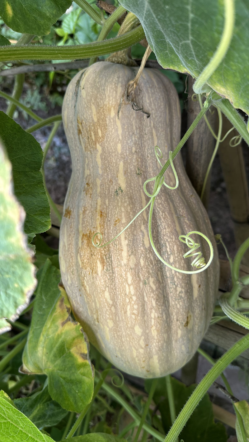 2025年当季新鲜老南瓜现摘现发农家自种糯面甜宝宝辅食老品种南瓜