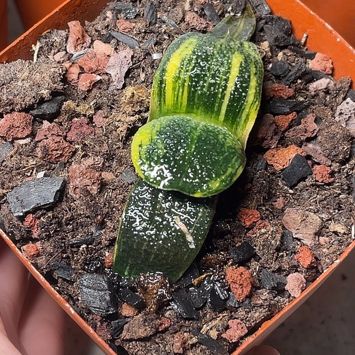 卧牛锦一物一拍3号