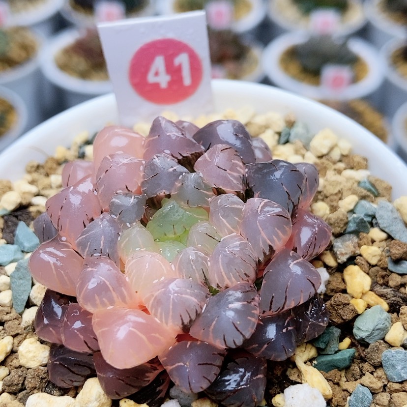 【闪购商品】41冰灯锦