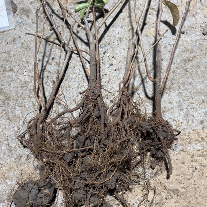 越之夕映海棠花一颗