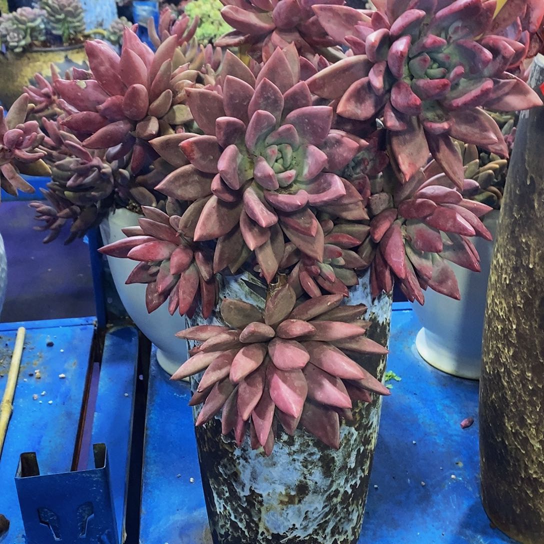 桃花源带盆物流自理