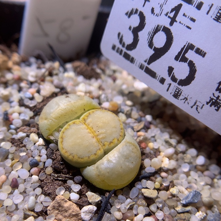 精品生石花34.395