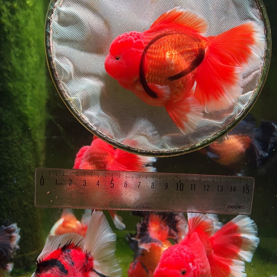 金鱼冷水金鱼百褶泰狮