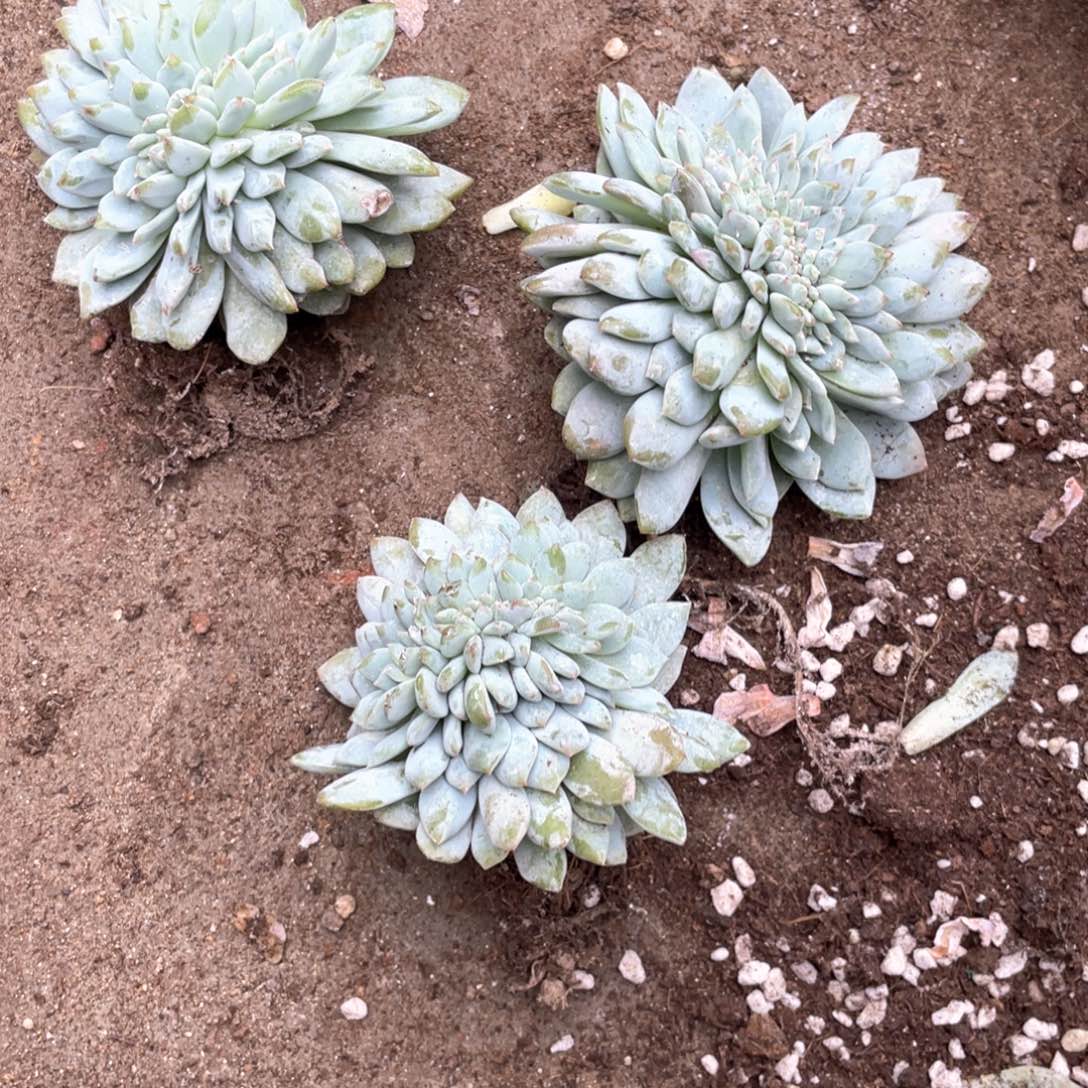 ！***！千佰艺园艺1286556