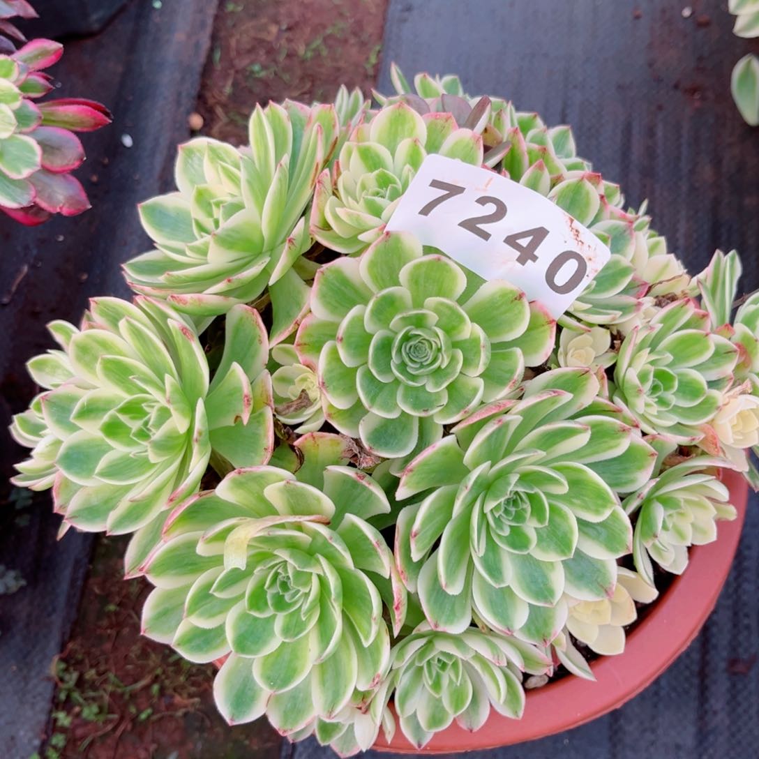 伊丽莎白多肉发货发货