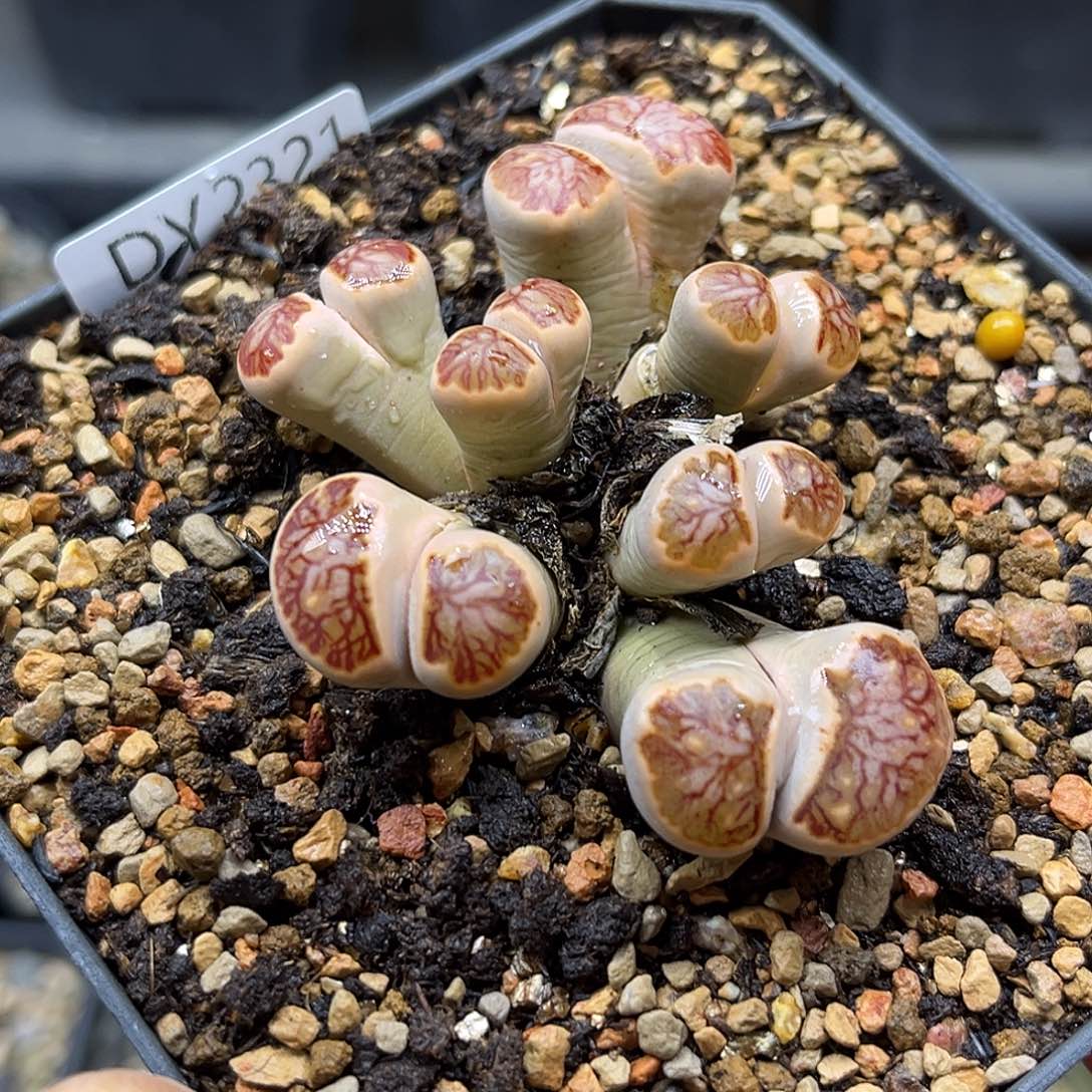 一物一拍菊母本2321七头群
