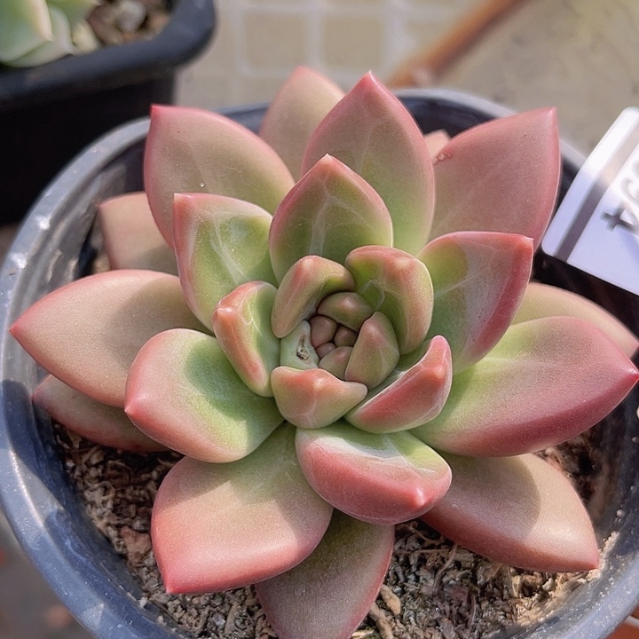 迷雾泡泡2594多肉植物