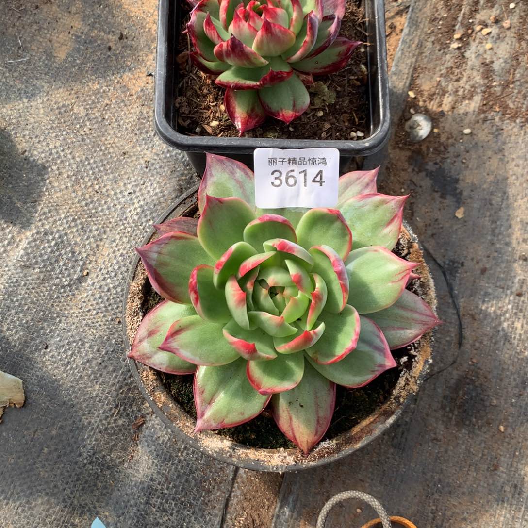 Z***G3614一物一拍2颗9厘米