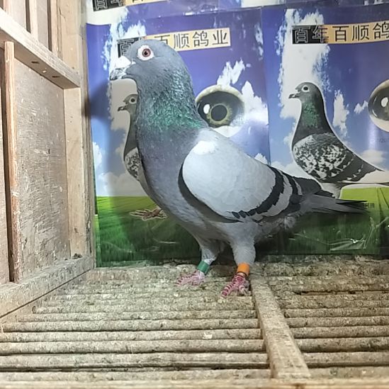 7中国大陆鸽子鸽子鸽子肉等等