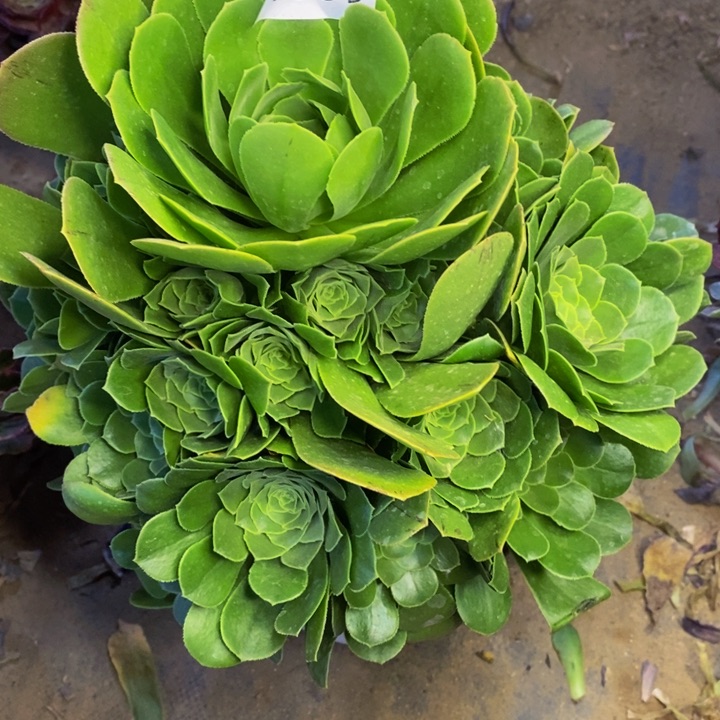 绿阳绒多肉断头不包1589