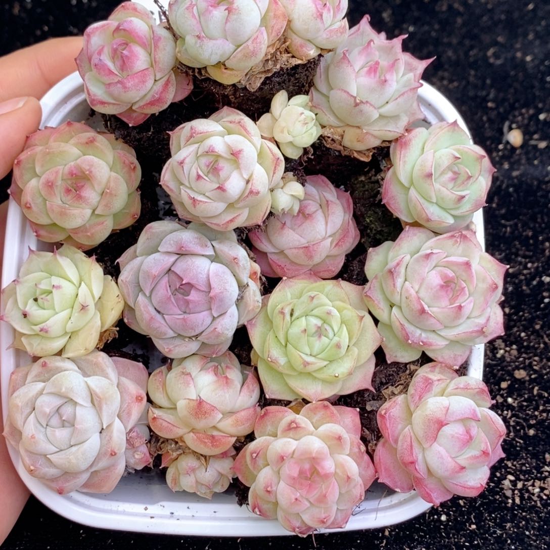 2-187 新疆西藏内蒙不发其他一单包邮两到三公分多肉