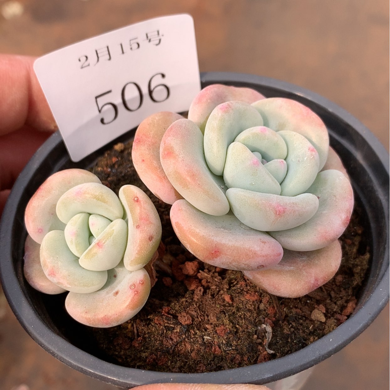 【闪购商品】云506