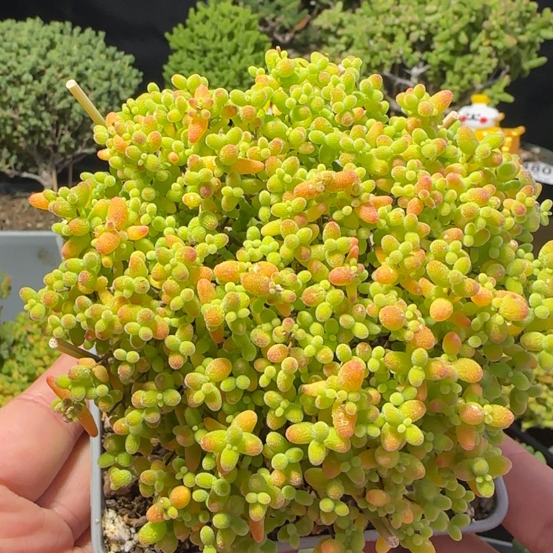 dy0445精控蜜橘冠服9cm