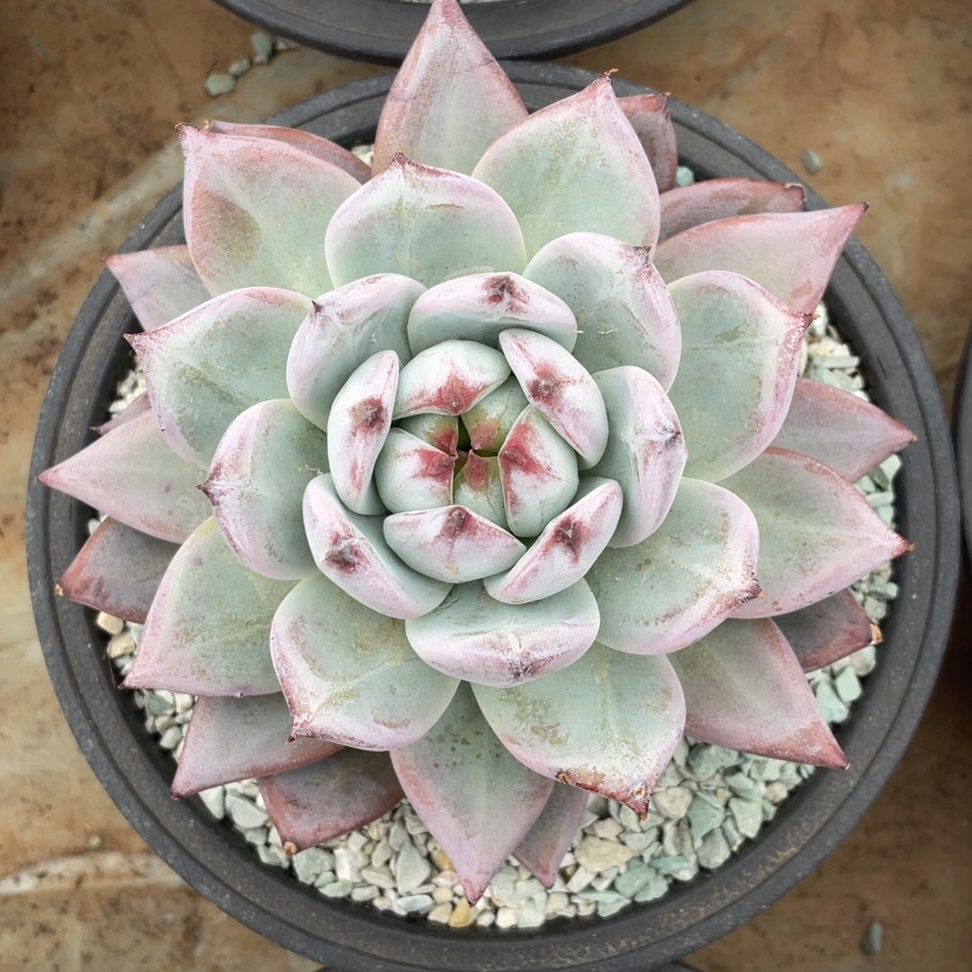 祖母绿冠幅13 公分一物一拍