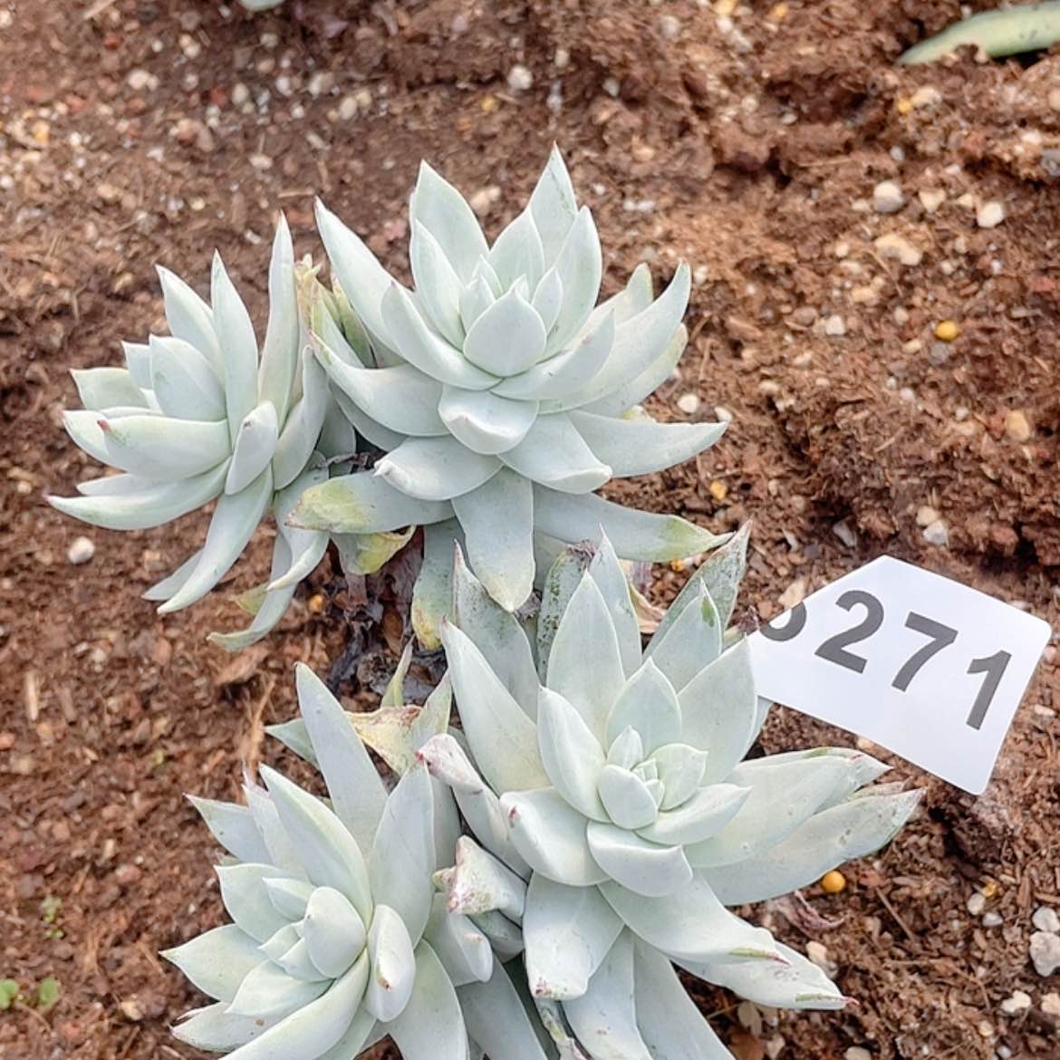 【闪购商品】帕翠莎